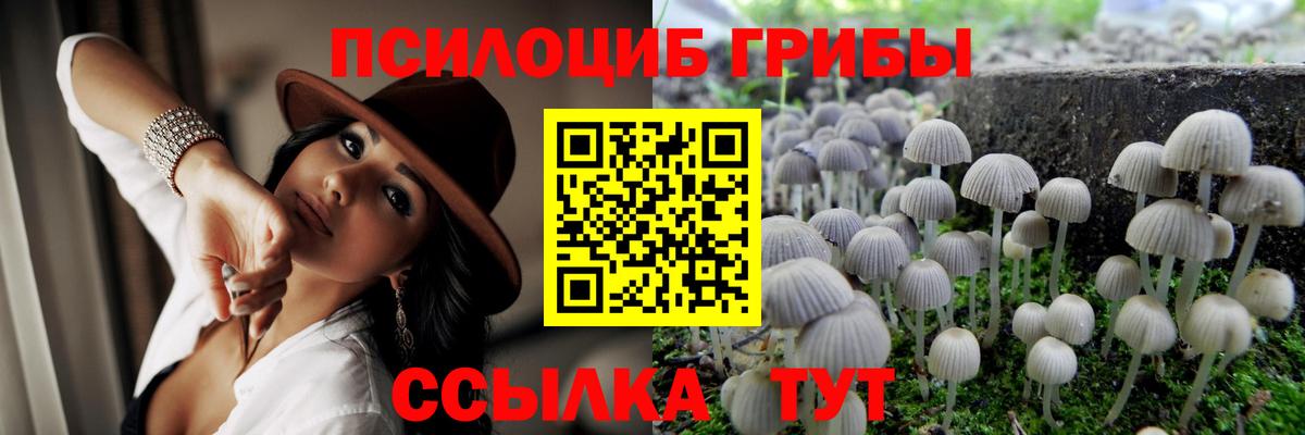 Галлюциногенные грибы Psilocybe Буйнакск